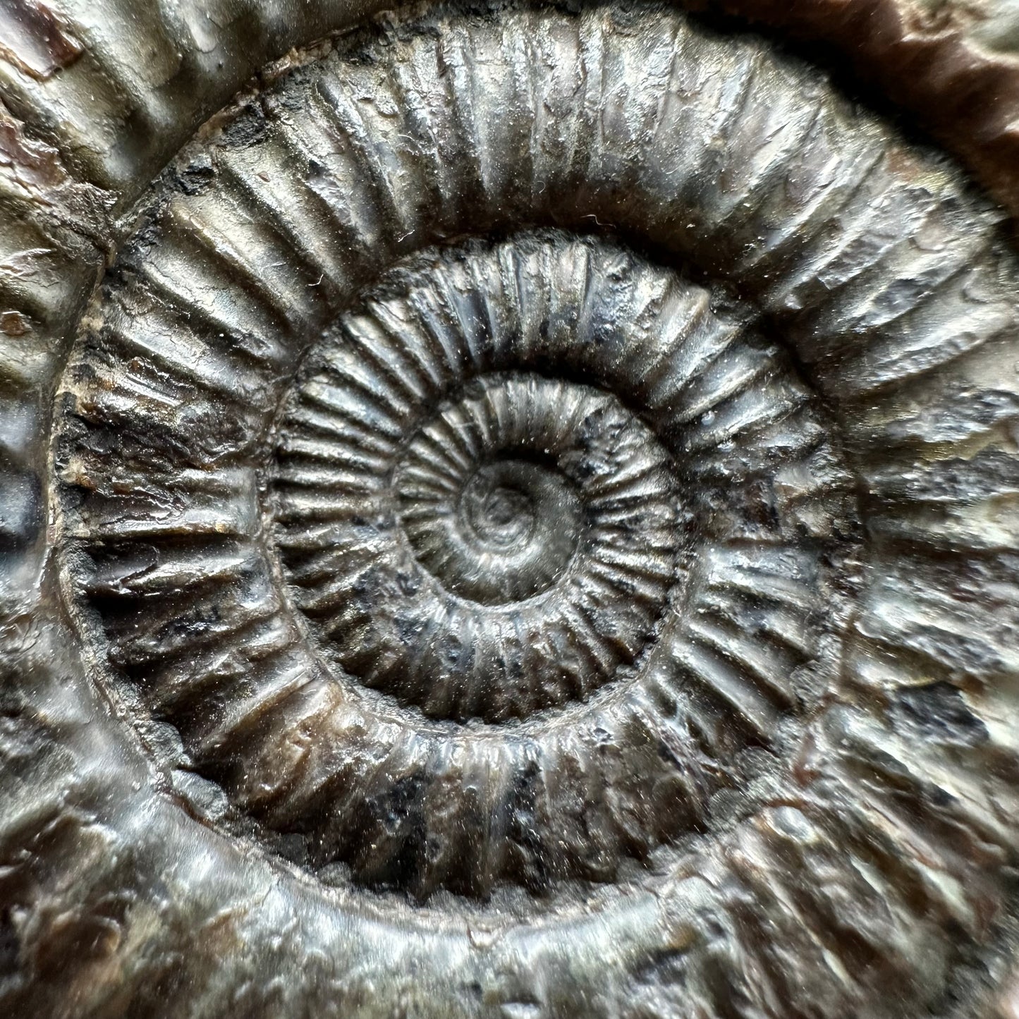 Dactylioceras Ammonite Fossil With box and Stand - Whitby, North Yorkshire Jurassic Coast Yorkshire Fossils