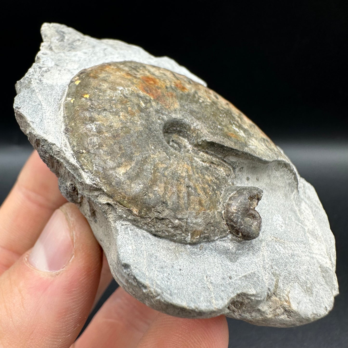 Pseudolioceras boulbiense ammonite fossil with box and dtand - Whitby, North Yorkshire Jurassic Coast, Yorkshire fossils