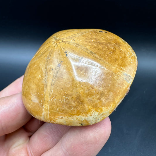 Holectypus Sea Urchin Fossil With Box And Stand - Middle Jurassic Madagascar