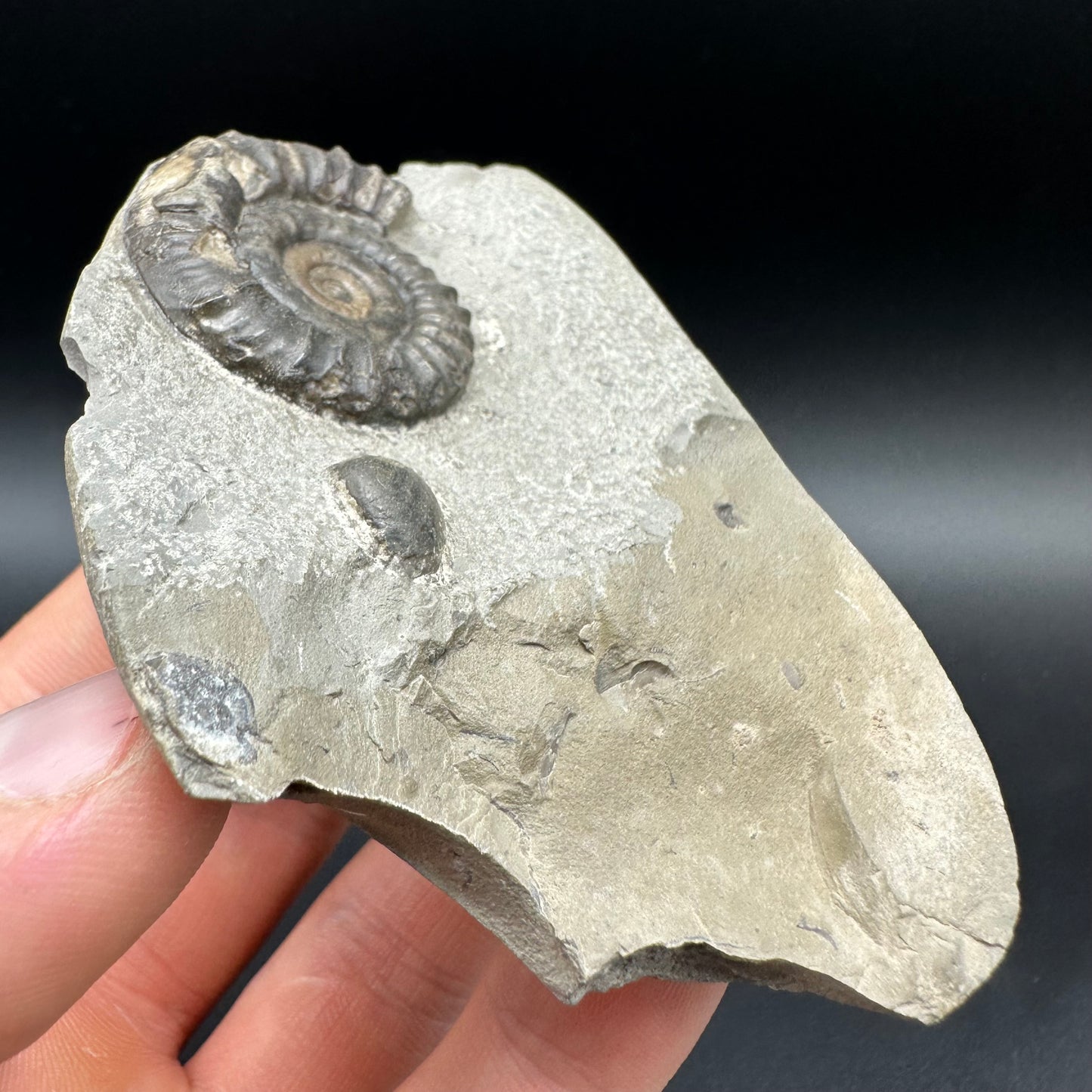 Arnioceras ammonite shell fossil with box and stand - Whitby, North Yorkshire Jurassic Coast Yorkshire Fossils