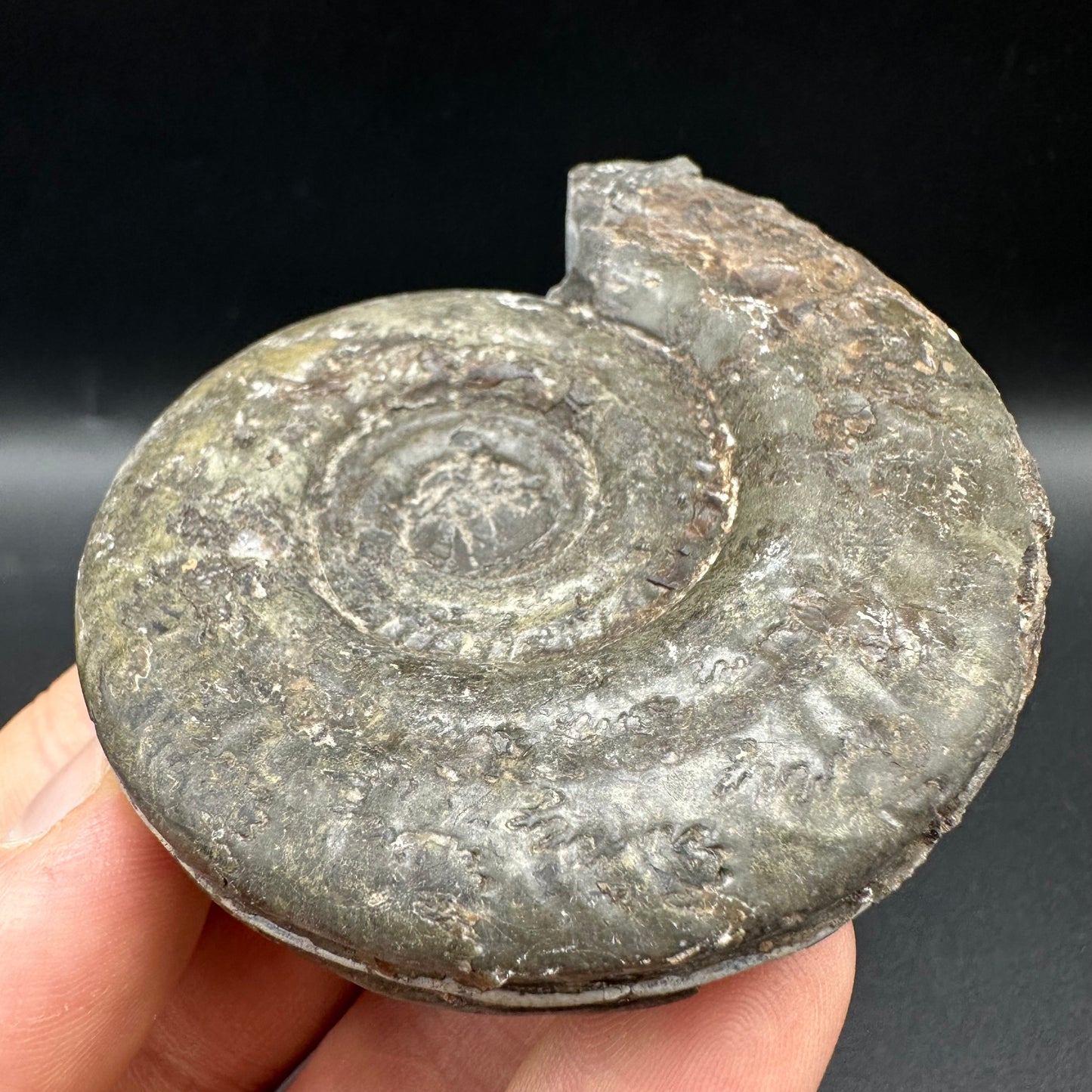 Hildoceras semipolitum Ammonite fossil with box and stand - Whitby, North Yorkshire Jurassic Coast, Yorkshire Fossils from the Jurassic Coast