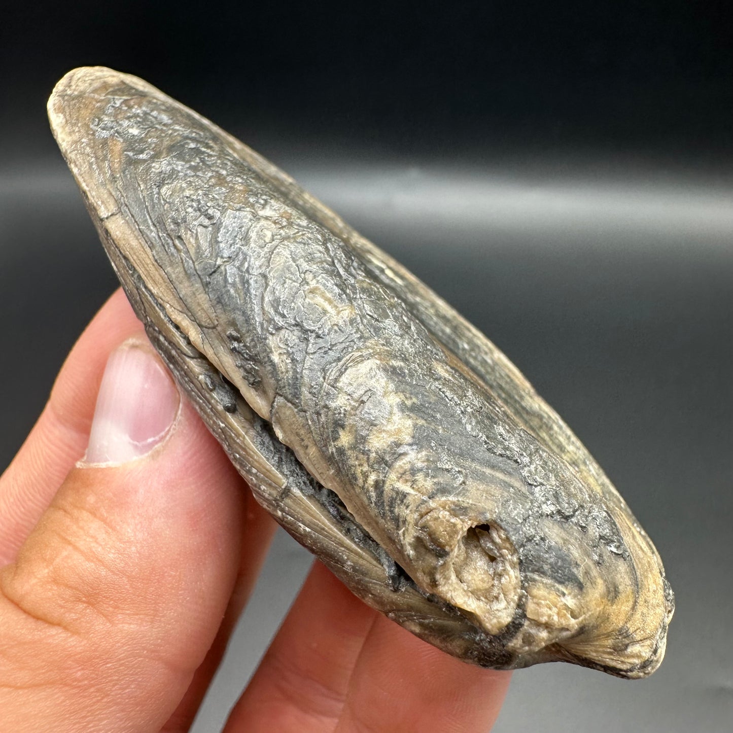 Shell fossil with box and stand - Whitby, North Yorkshire, Jurassic Coast, Yorkshire Fossils