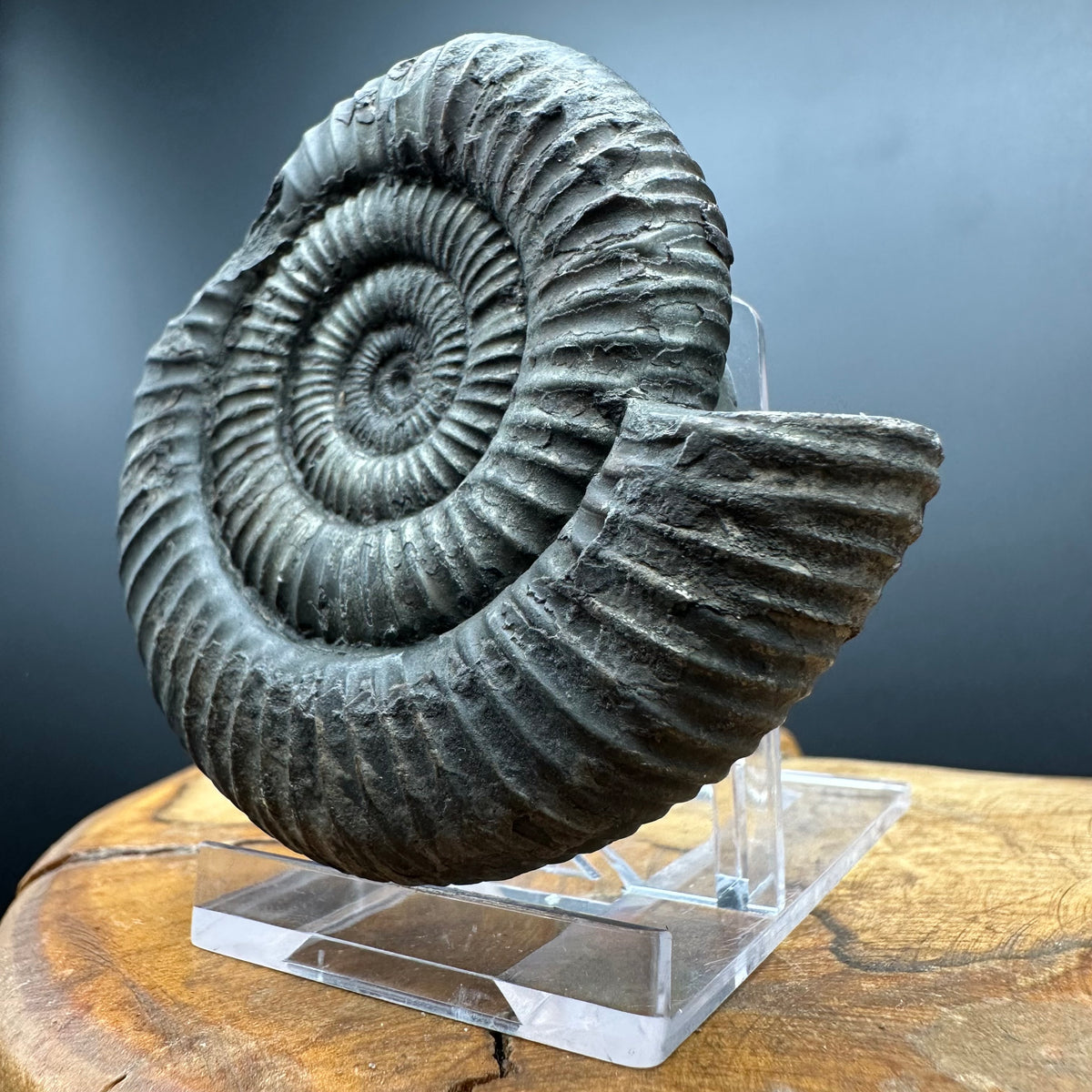 Dactylioceras Ammonite Fossil With box and Stand - Whitby, North Yorkshire Jurassic Coast Yorkshire Fossils