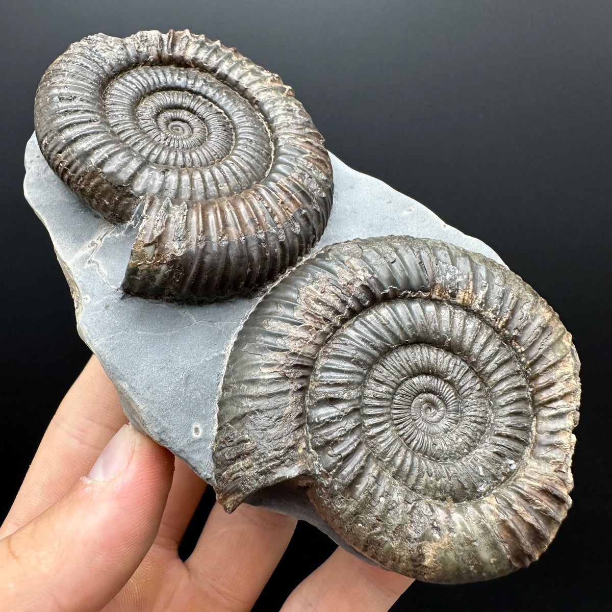 Dactylioceras Ammonite Fossil With Stand - Whitby, North Yorkshire Jurassic Coast Yorkshire Fossils
