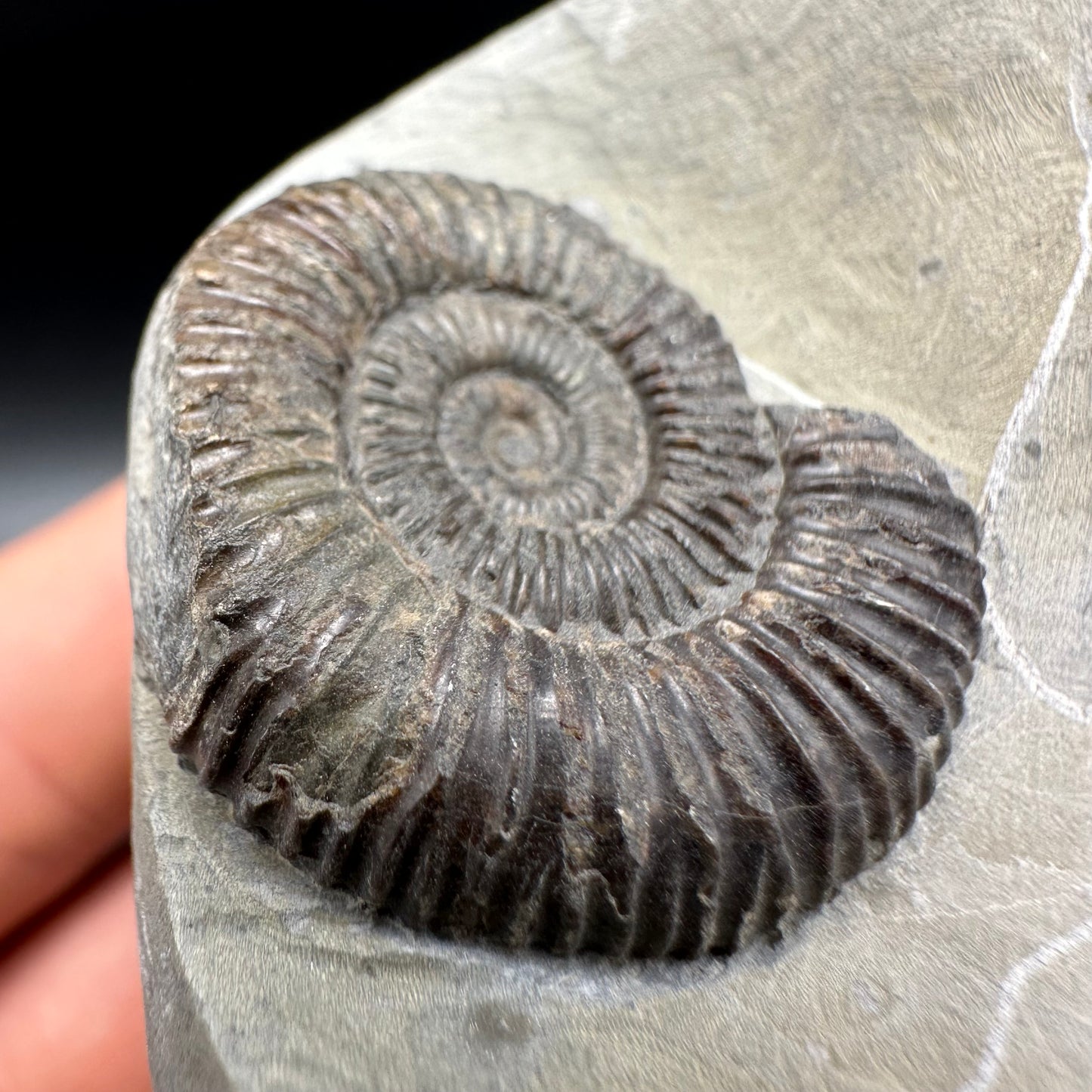 Dactylioceras Ammonite Fossil With Box And Stand - Whitby, North Yorkshire Jurassic Coast Yorkshire Fossils