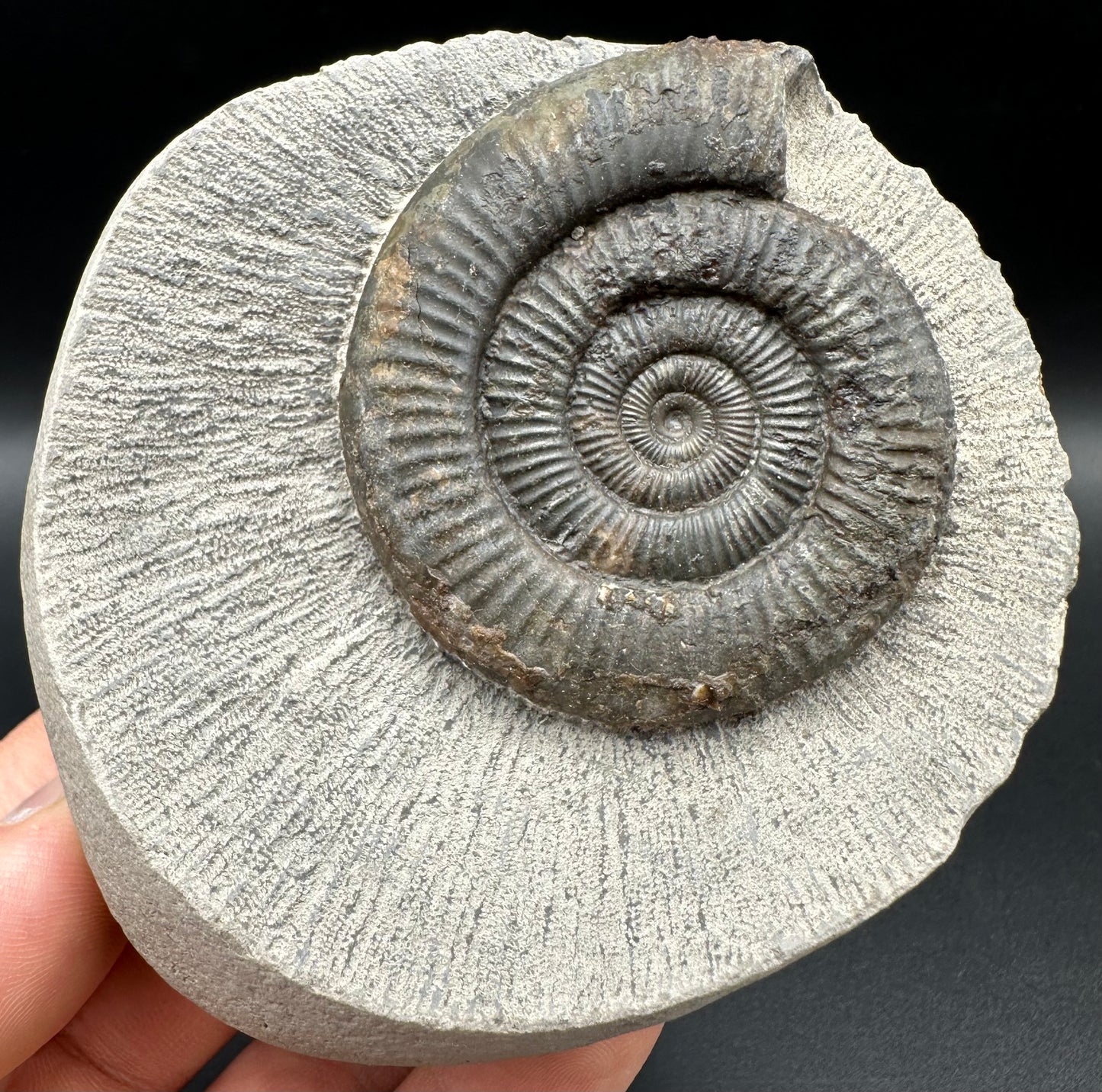 Dactylioceras Ammonite Fossil With Box And Stand - Whitby, North Yorkshire Jurassic Coast Yorkshire Fossils