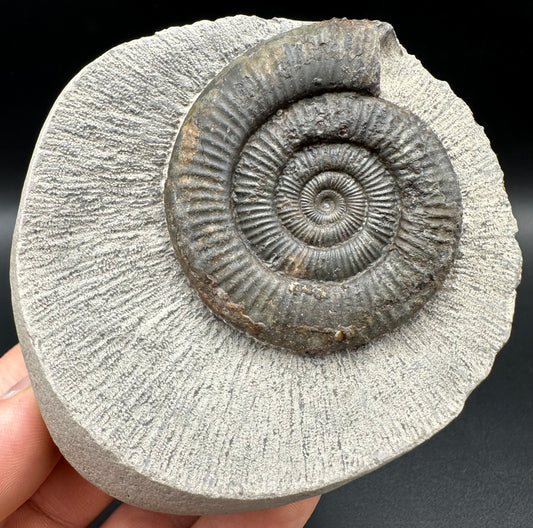 Dactylioceras Ammonite Fossil With Box And Stand - Whitby, North Yorkshire Jurassic Coast Yorkshire Fossils