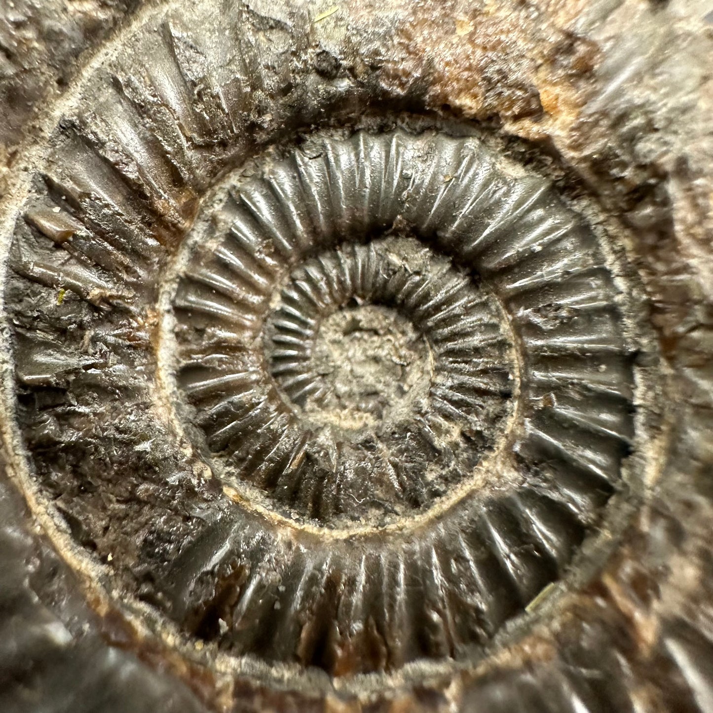 Dactylioceras Ammonite Fossil With Box And Stand - Whitby, North Yorkshire Jurassic Coast Yorkshire Fossils