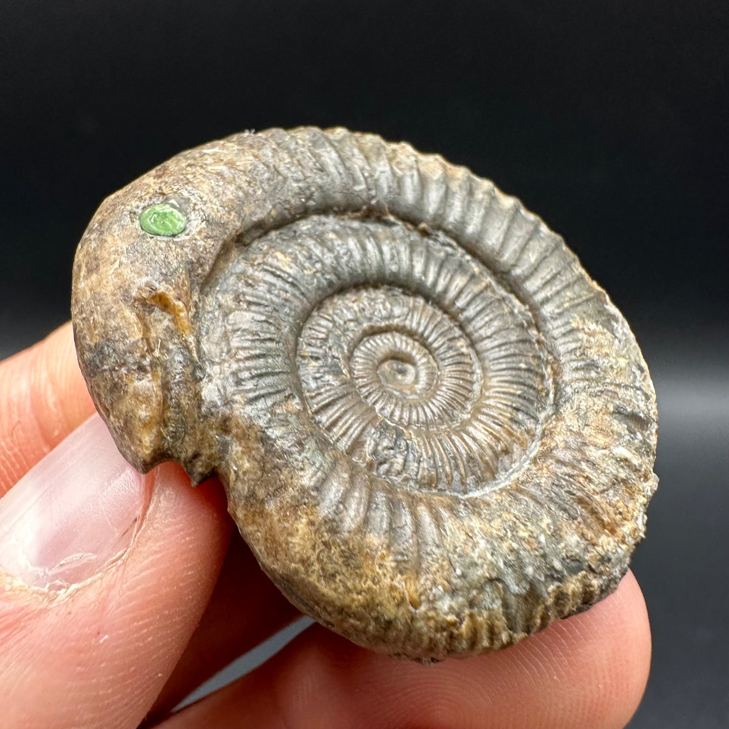 Snakestone Ammonite Fossil With Bag/Box And Stand - Whitby, North Yorkshire Jurassic Coast Yorkshire Fossils