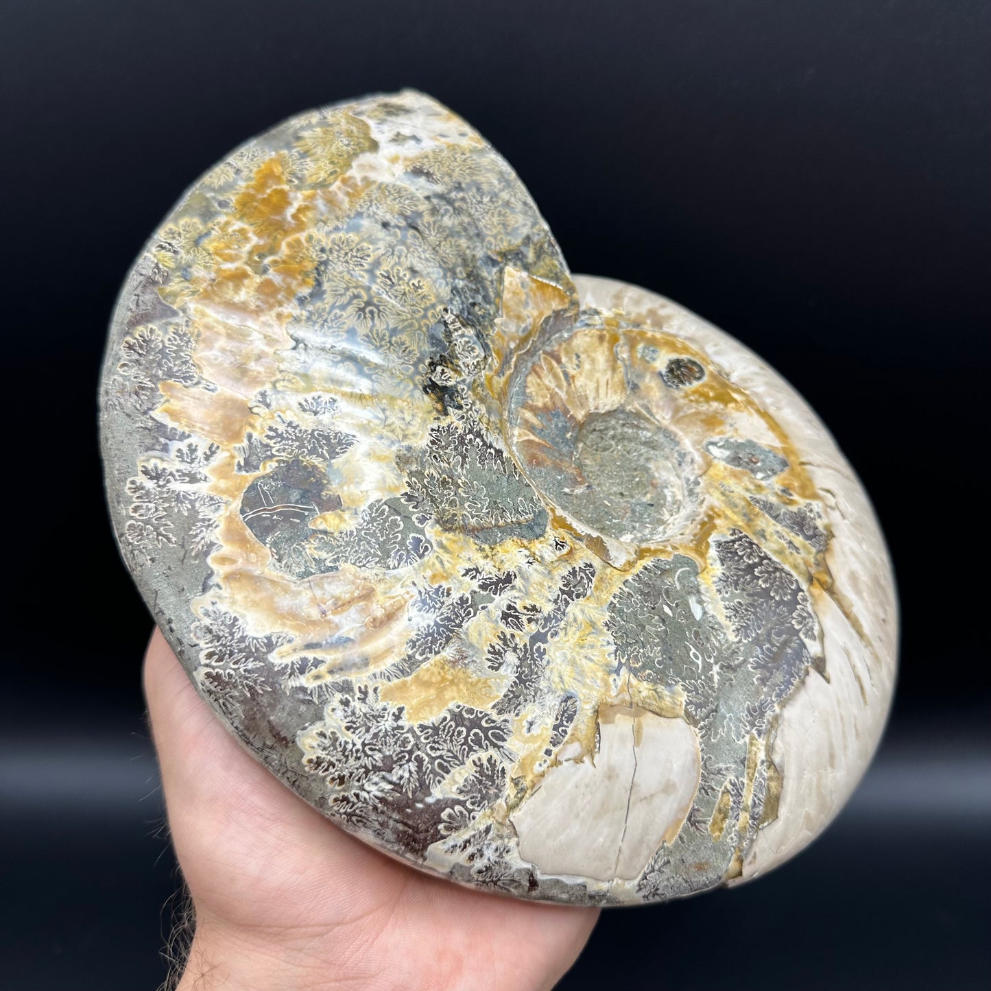 Cleoniceras Ammonite Fossil With Stand - Cretaceous Ammonite Madagascar