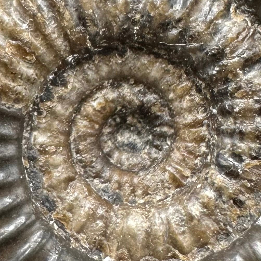 Gracile Multi-block Ammonite Fossil With Box And Stand - Whitby, North Yorkshire Jurassic Coast Yorkshire Fossils