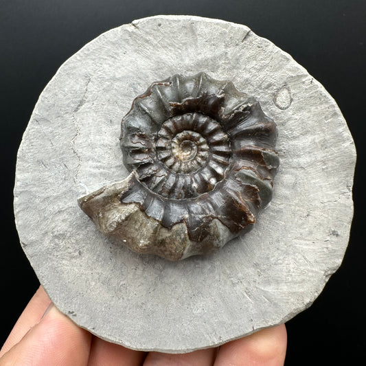 Androgynoceras maculatum ammonite fossil with box and stand - Whitby, North Yorkshire Jurassic Coast Yorkshire Fossils