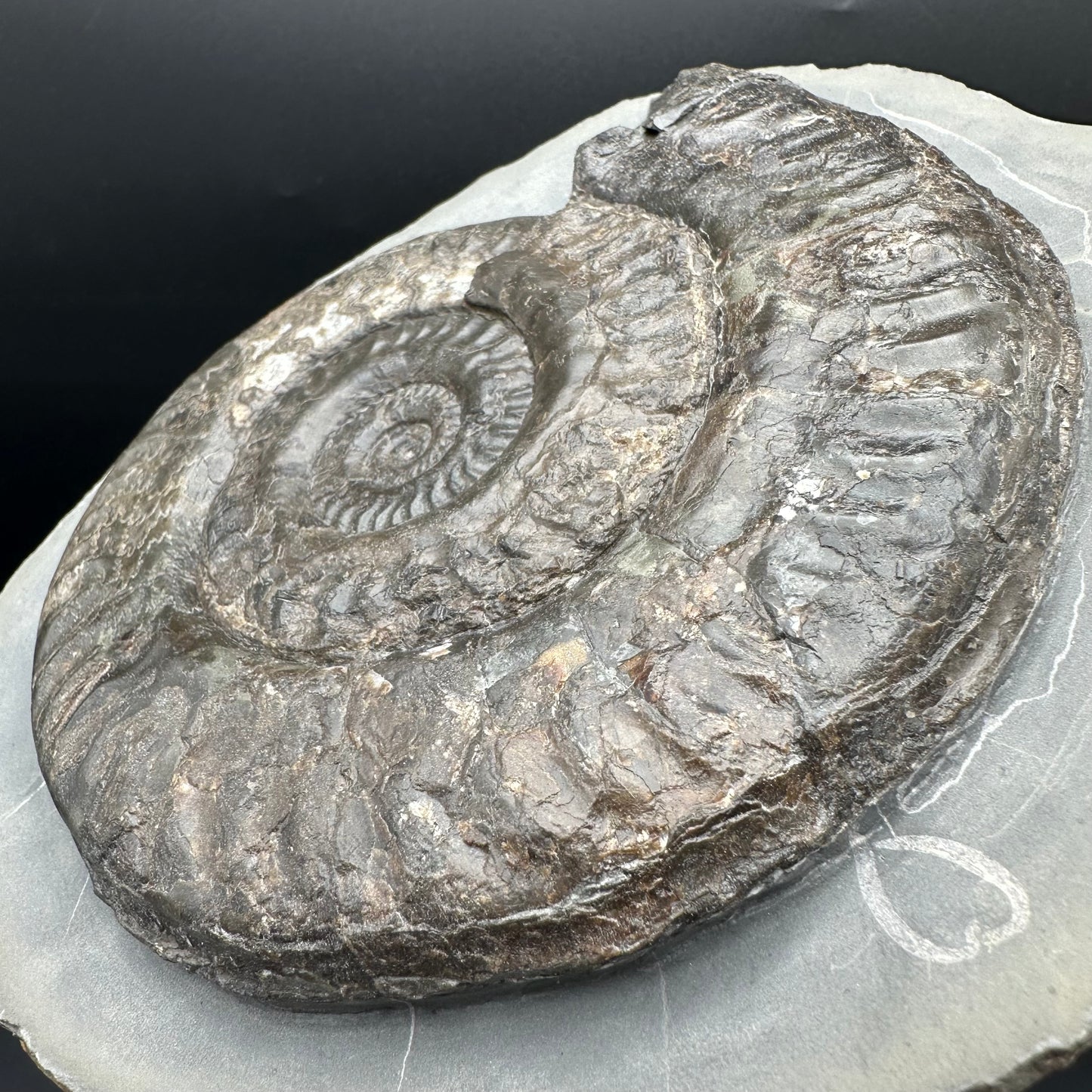 Hildoceras lusitanicum Ammonite fossil - Whitby, North Yorkshire Jurassic Coast, Yorkshire Fossils from the Jurassic Coast