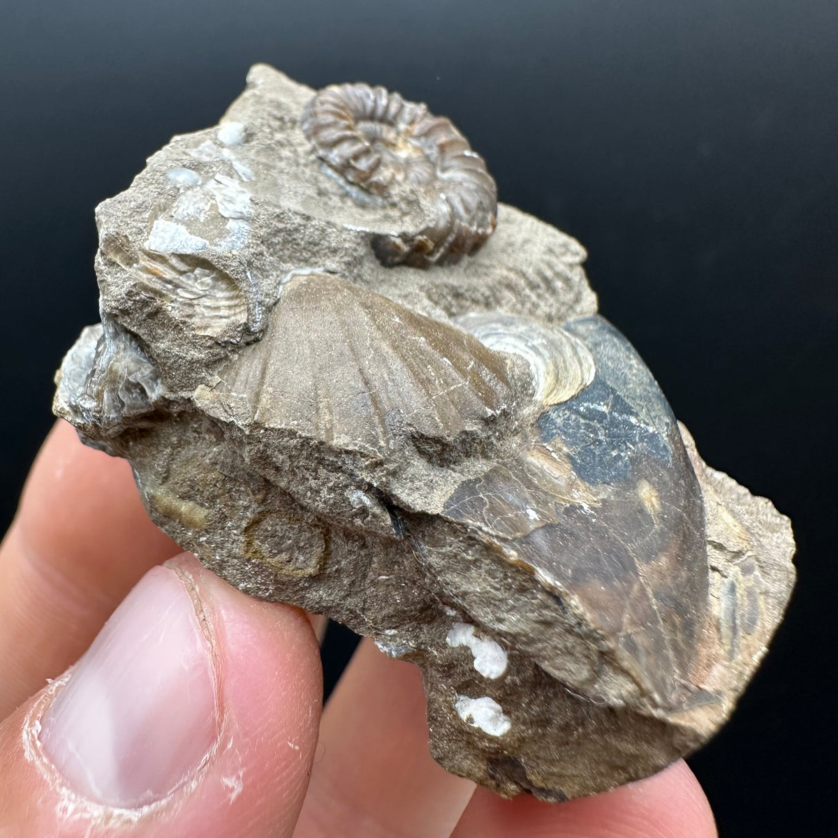 Androgynoceras capricornus Ammonite Fossil With Stand - Whitby, North Yorkshire Jurassic Coast Yorkshire Fossils