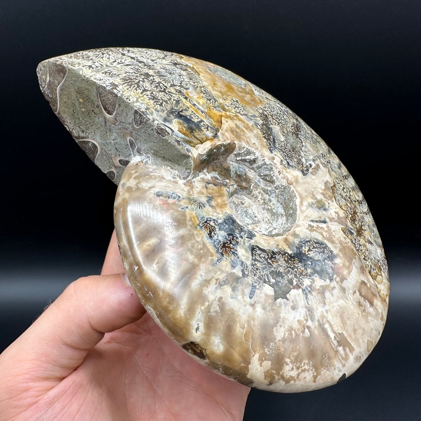 Cleoniceras Ammonite Fossil With Stand - Cretaceous Ammonite Madagascar