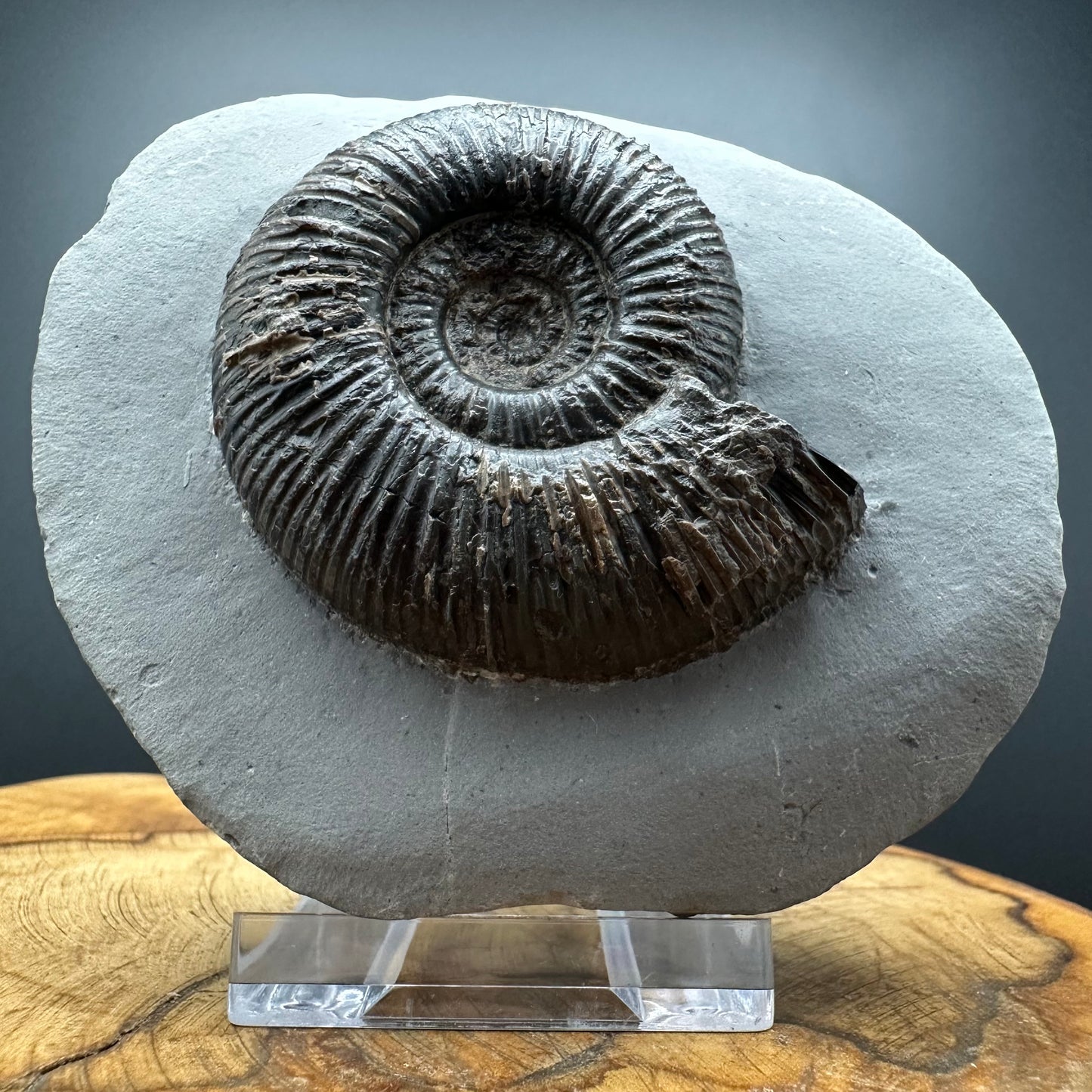 Dactylioceras semicelatum Ammonite fossil with stand - Whitby, North Yorkshire Jurassic Coast Yorkshire Fossils
