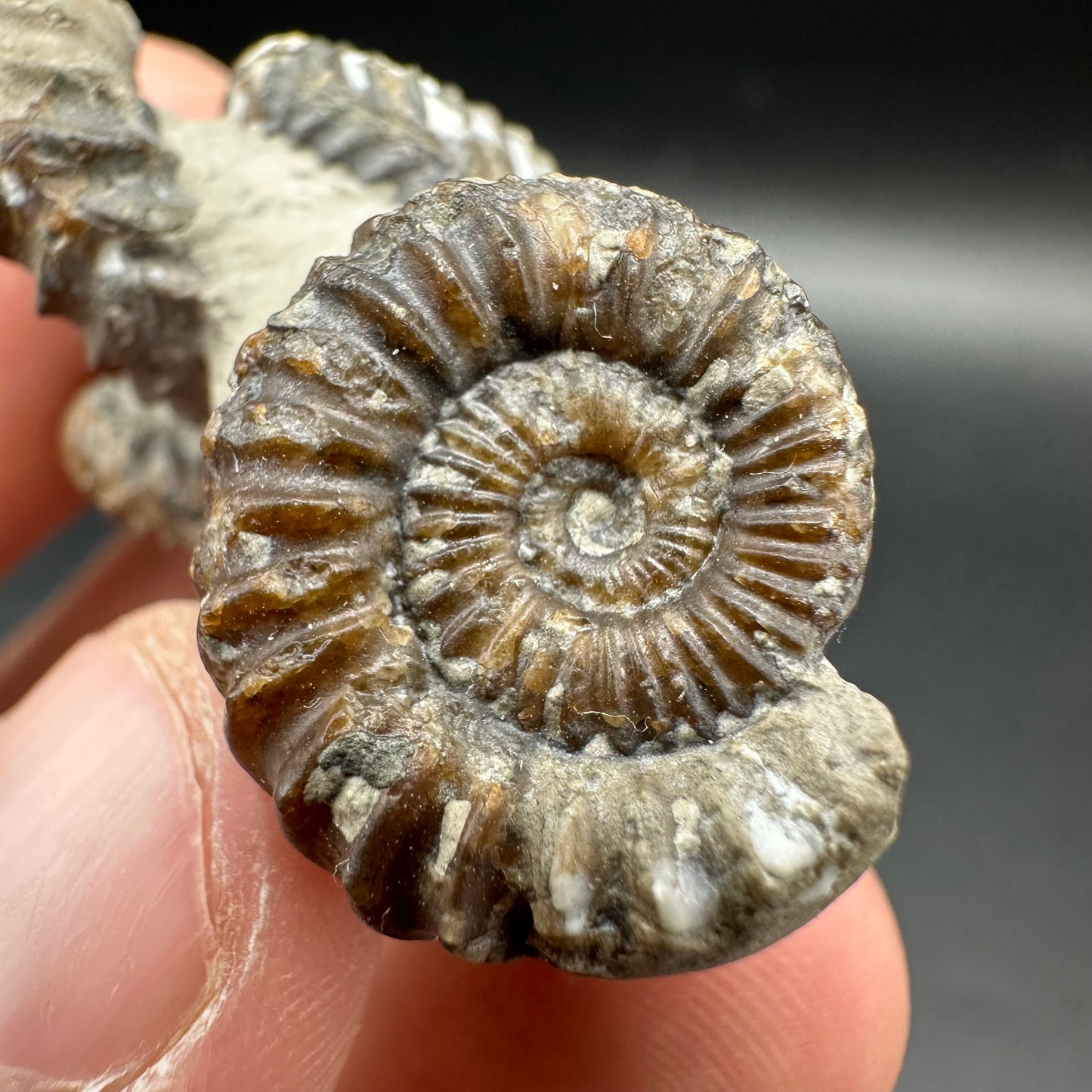 Oistoceras figulinum ammonite fossil with box and stand - Whitby, North Yorkshire Jurassic Coast Yorkshire Fossils