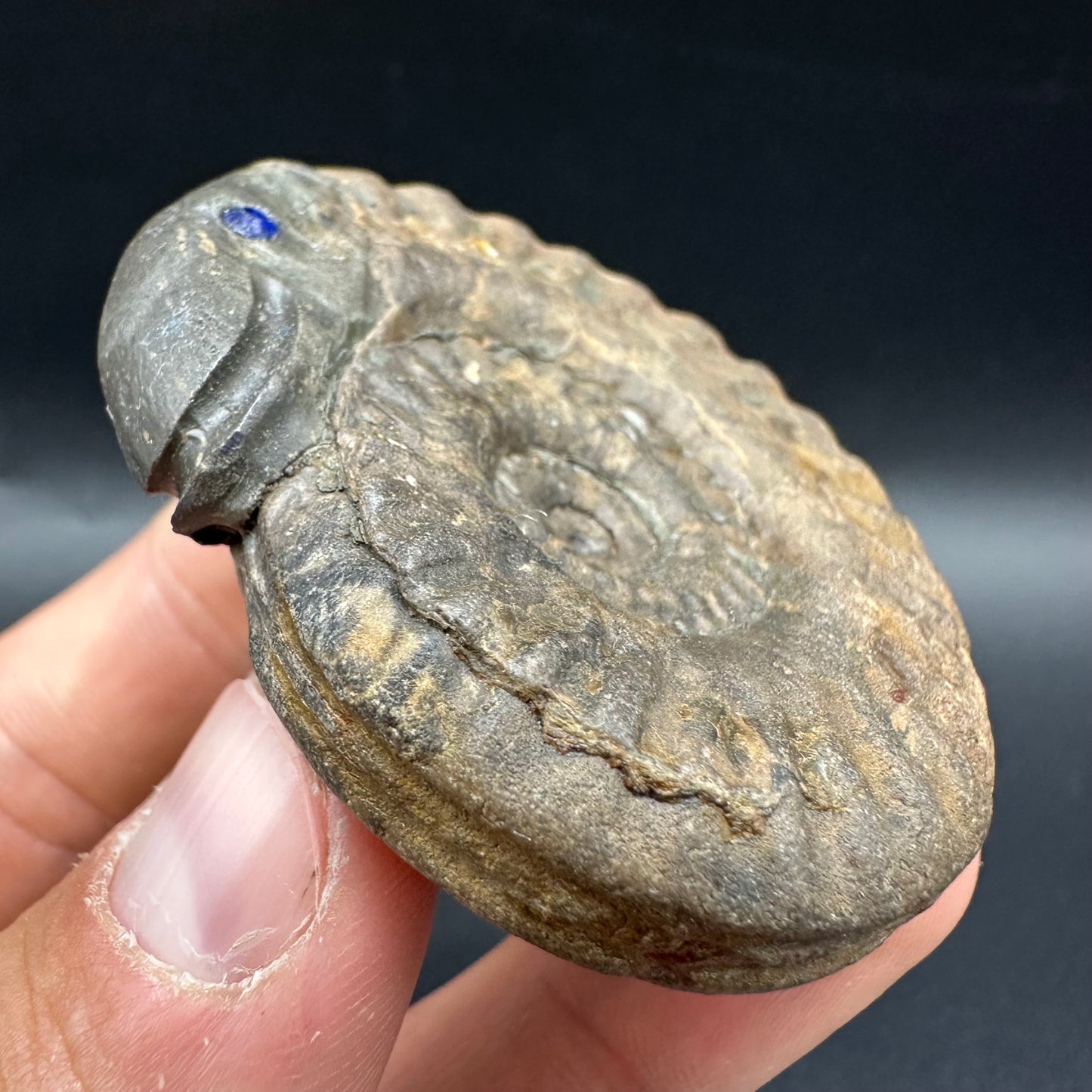 Snakestone Ammonite Fossil With Bag/Box And Stand - Whitby, North Yorkshire Jurassic Coast Yorkshire Fossils