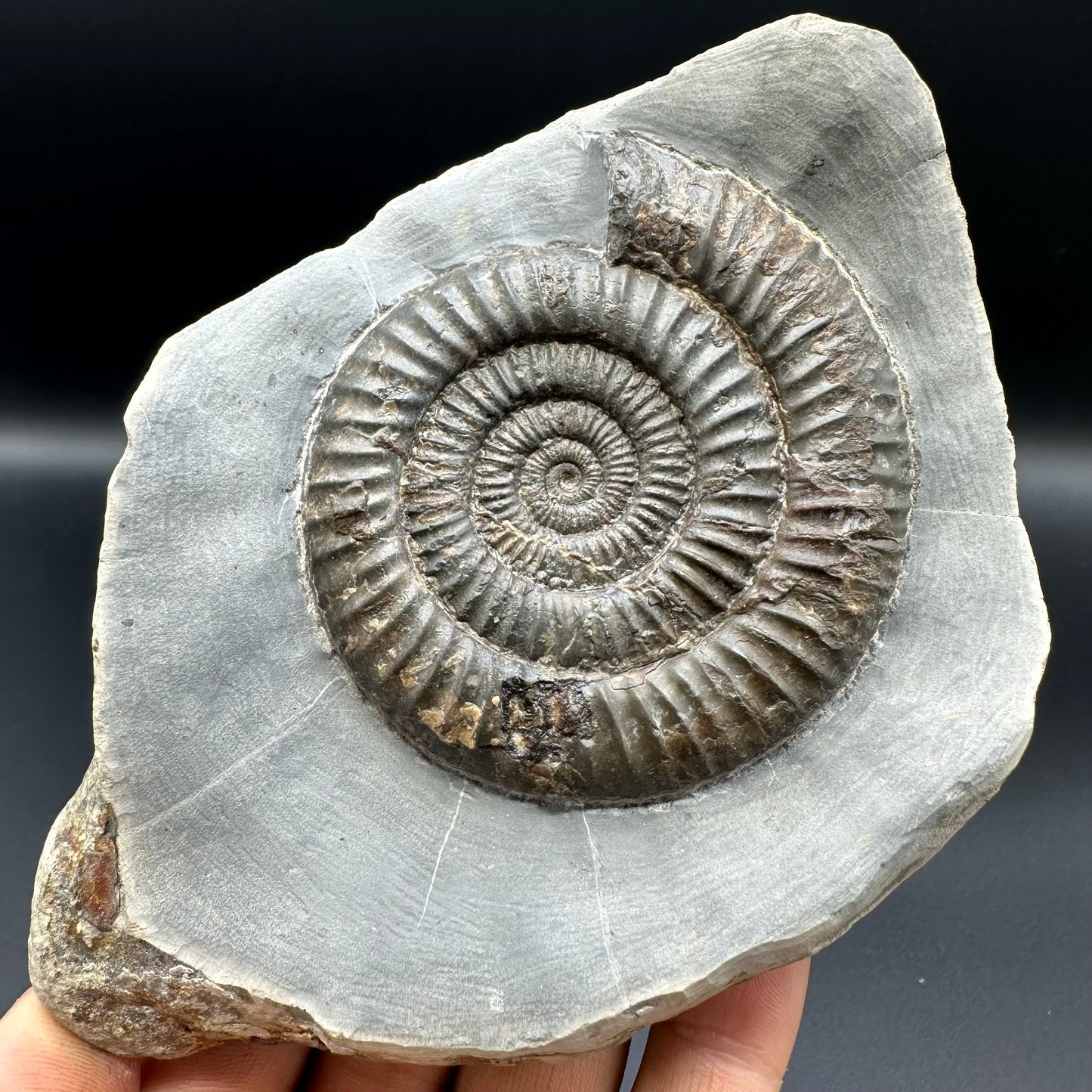 Dactylioceras Ammonite Fossil - Whitby, North Yorkshire Jurassic Coast Yorkshire Fossils