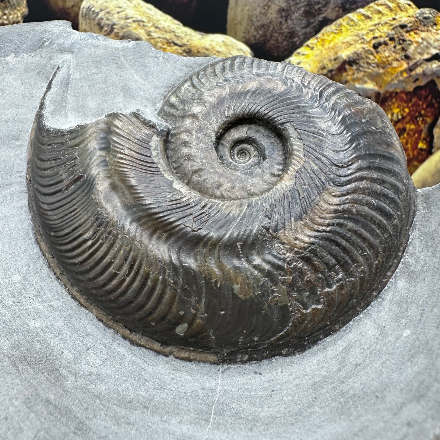 Harpoceras ammonite fossil - Whitby, North Yorkshire Jurassic Coast