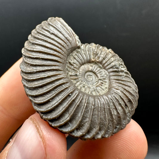 Schlothemia sp. ammonite fossil with box and stand - Whitby, North Yorkshire Jurassic Coast, Yorkshire fossils