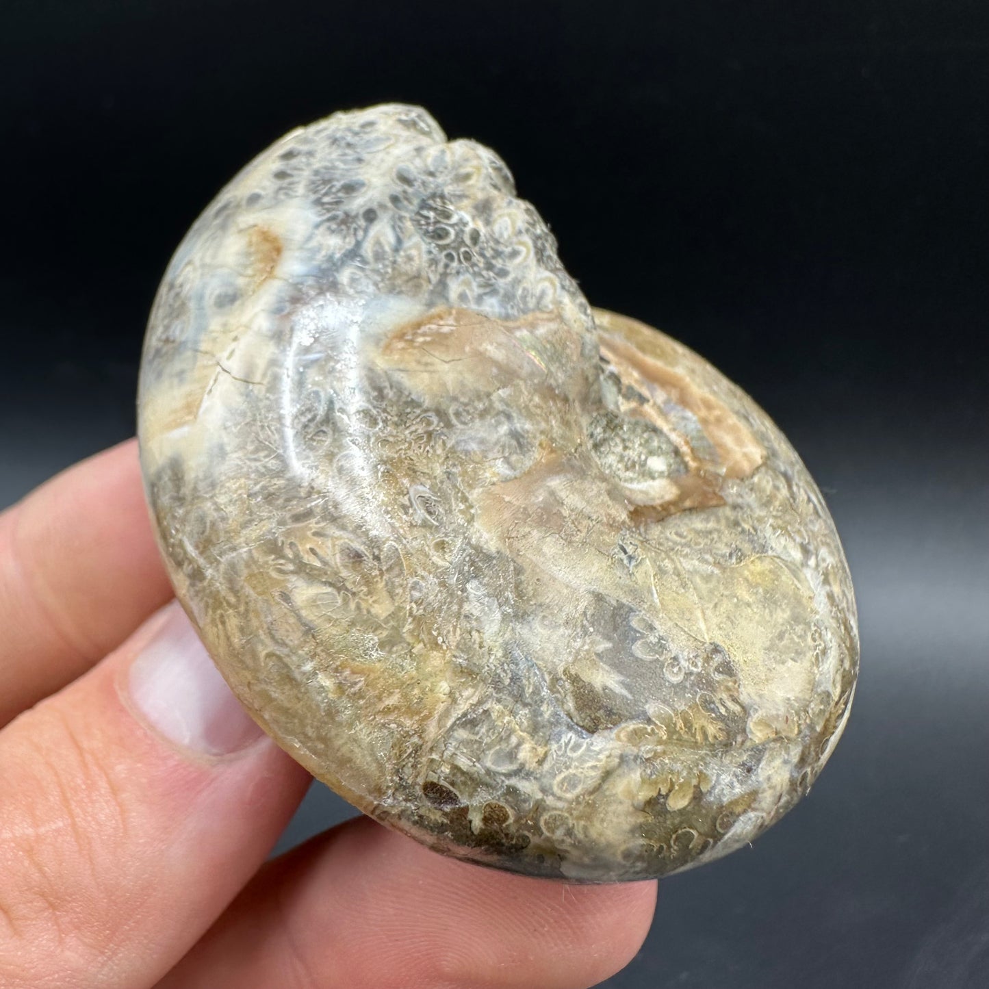 Phylloceras Ammonite Fossil With Box And Stand - Cretaceous Ammonite Madagascar