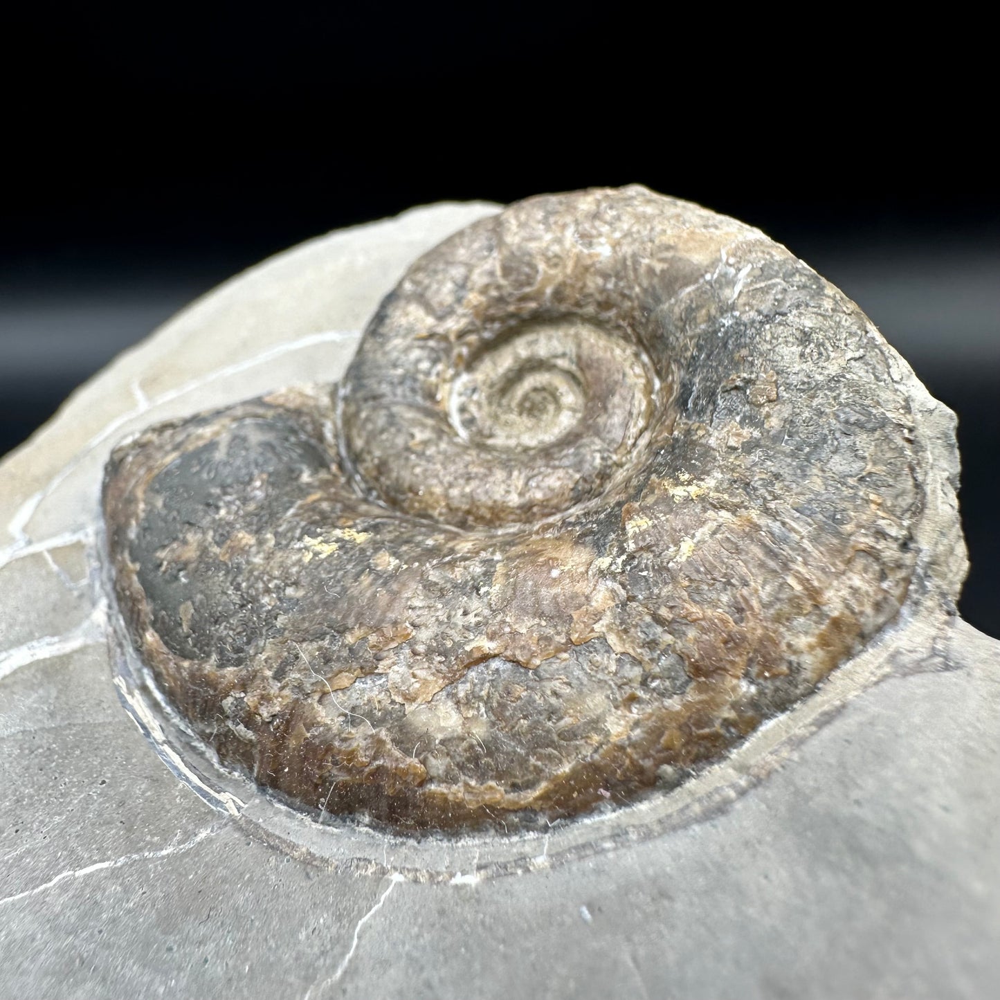 Lytoceras ammonite fossil with box and stand - Whitby, North Yorkshire Jurassic Coast Yorkshire Fossils