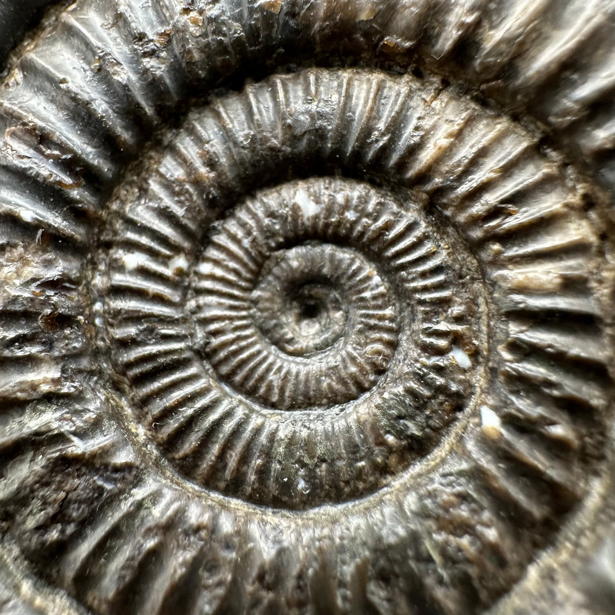 Dactylioceras Ammonite Fossil With Stand - Whitby, North Yorkshire Jurassic Coast Yorkshire Fossils