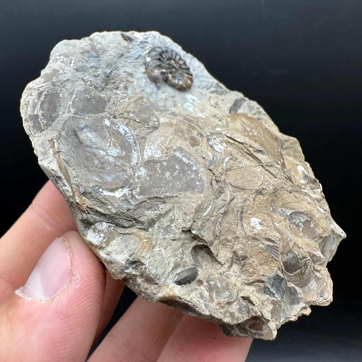 Amaltheus subnodosus Ammonite fossil with stand - Whitby, North Yorkshire Jurassic Coast Yorkshire Fossils