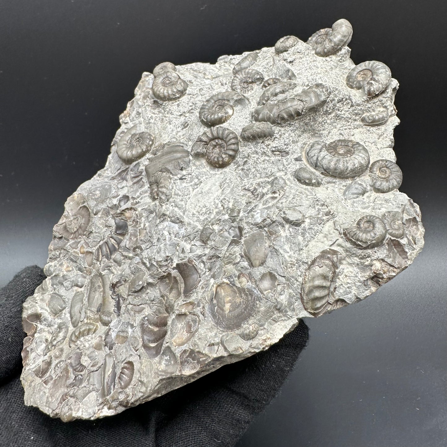 Eugassiceras Ammonite shell fossil with stand - Whitby, North Yorkshire Jurassic Coast Yorkshire Fossils