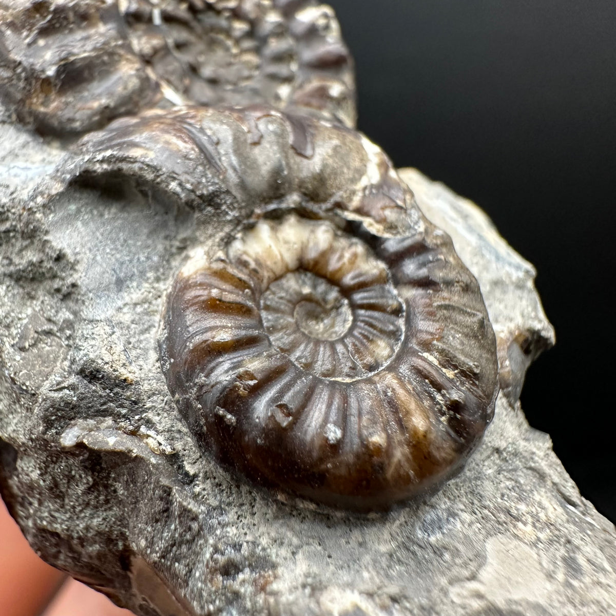 Amaltheus subnodosus Ammonite fossil with stand - Whitby, North Yorkshire Jurassic Coast Yorkshire Fossils