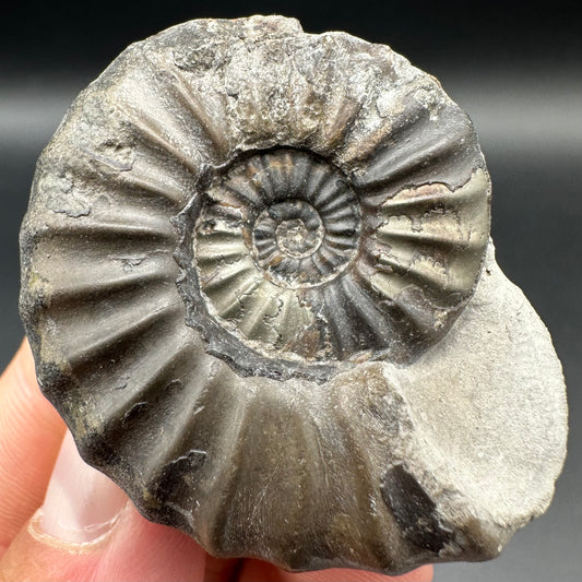 Aegasteroceras sagittarium ammonite fossil with box and stand - Whitby, North Yorkshire Jurassic Coast Yorkshire Fossils