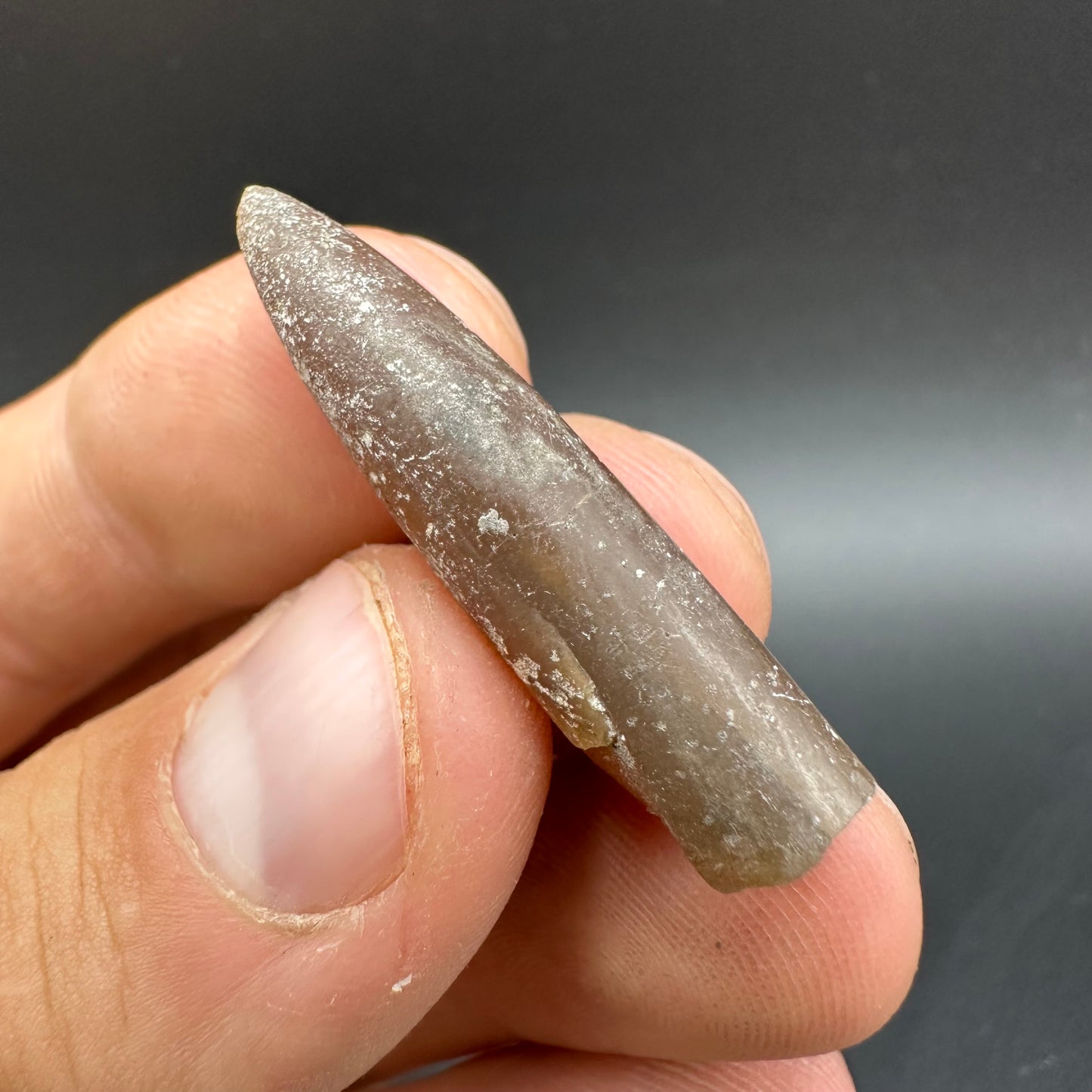 Belemnite (Fossil Squid) shell fossil - Whitby, North Yorkshire Jurassic Coast Yorkshire Fossils