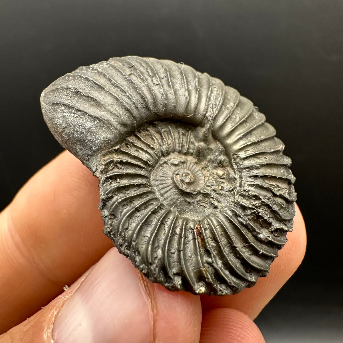 Schlothemia sp. ammonite fossil with box and stand - Whitby, North Yorkshire Jurassic Coast, Yorkshire fossils