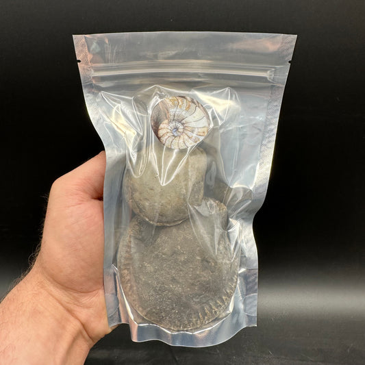 Large Ammonite Nodule x1 Ammonite Fossil (Open Your Own Fossil) - Whitby, North Yorkshire Jurassic Coast, Yorkshire fossils