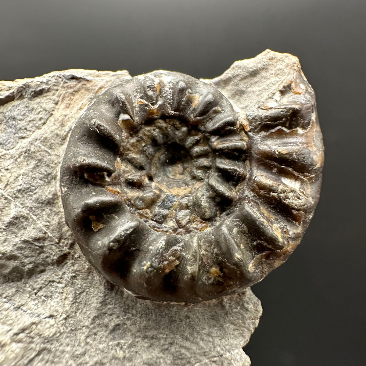 Amaltheus subnodosus Ammonite fossil with stand - Whitby, North Yorkshire Jurassic Coast Yorkshire Fossils