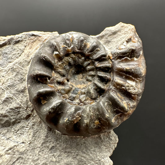 Amaltheus subnodosus Ammonite fossil with stand - Whitby, North Yorkshire Jurassic Coast Yorkshire Fossils