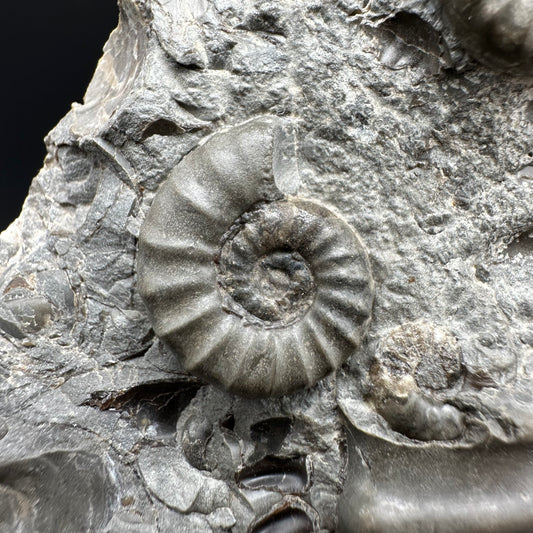 Eugassiceras Ammonite shell fossil with stand - Whitby, North Yorkshire Jurassic Coast Yorkshire Fossils
