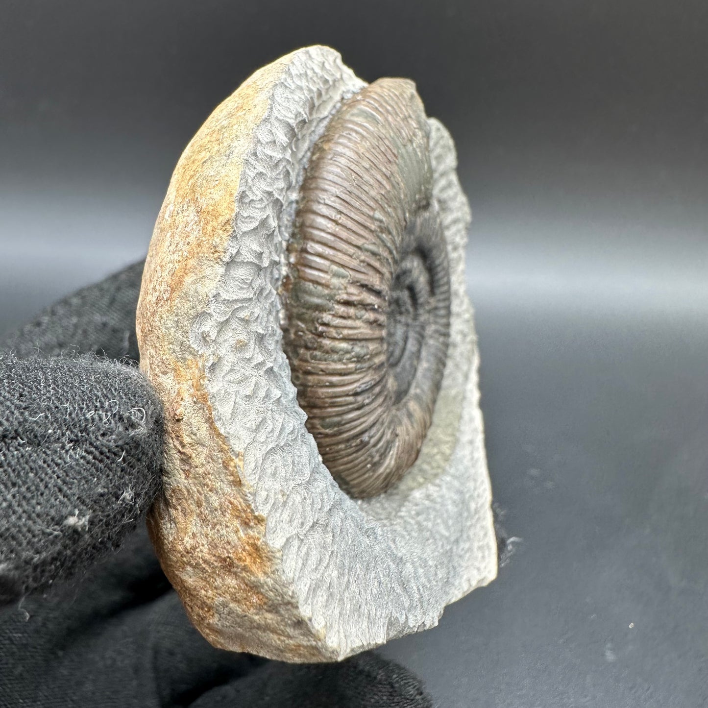 Dactylioceras semicelatum Ammonite fossil with box and stand - Whitby, North Yorkshire Jurassic Coast Yorkshire Fossils