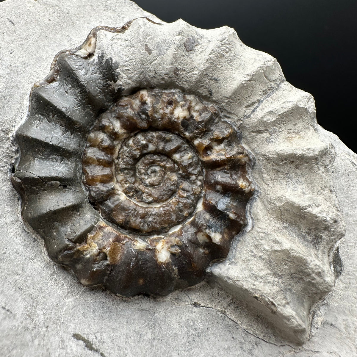 Androgynoceras maculatum ammonite fossil with box and stand - Whitby, North Yorkshire Jurassic Coast Yorkshire Fossils
