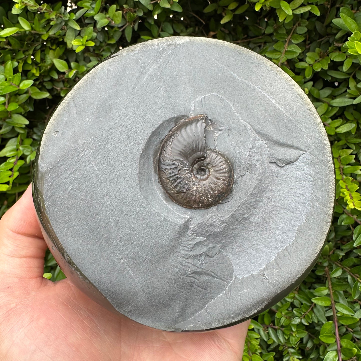 Golden Egg (GENUINE) Ammonite Fossil With Stand - Whitby, North Yorkshire Jurassic Coast Yorkshire Fossils