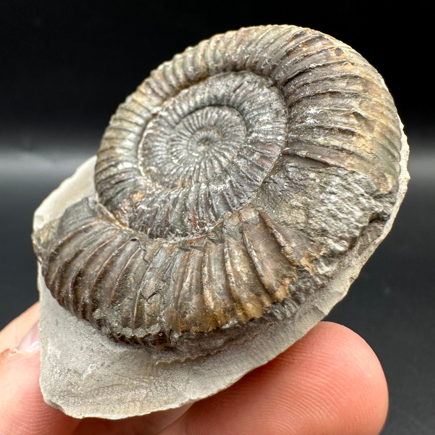 Dactylioceras Ammonite Fossil With Box And Stand - Whitby, North Yorkshire Jurassic Coast Yorkshire Fossils