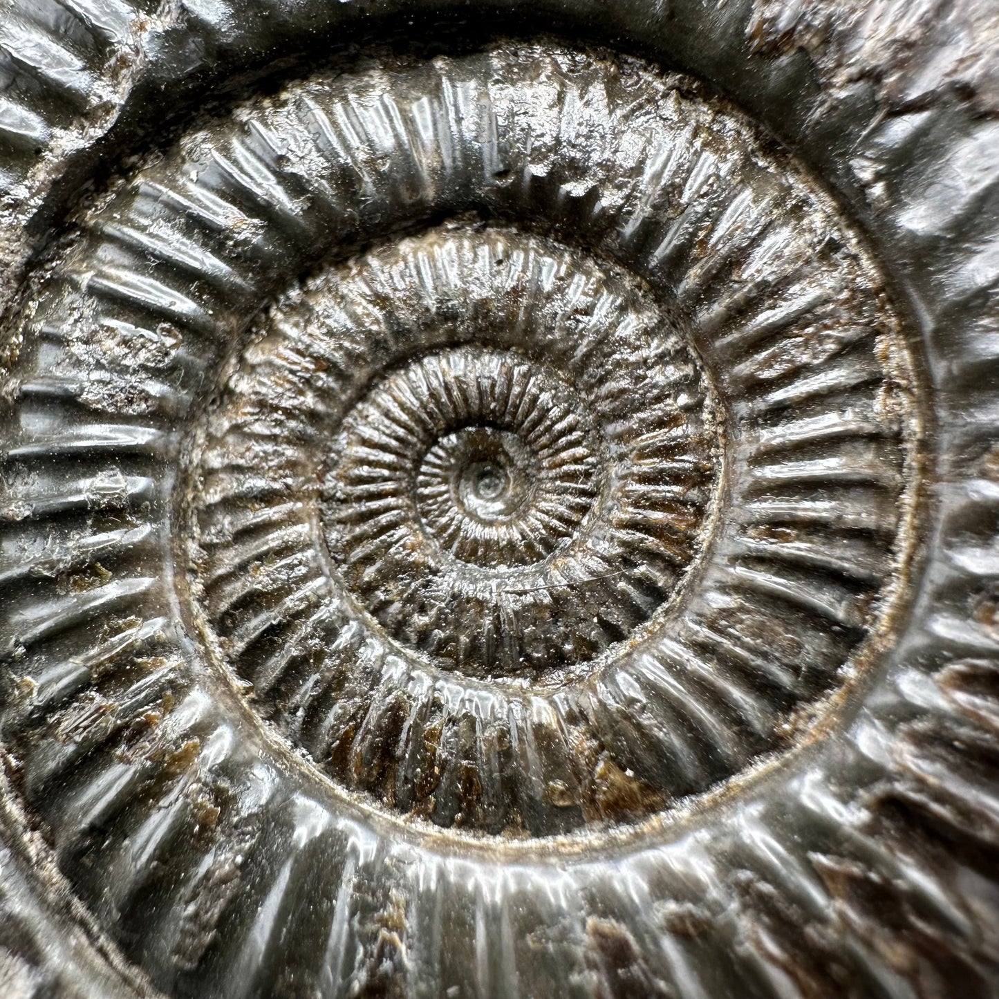 Dactylioceras Ammonite Fossil With Box And Stand - Whitby, North Yorkshire Jurassic Coast Yorkshire Fossils