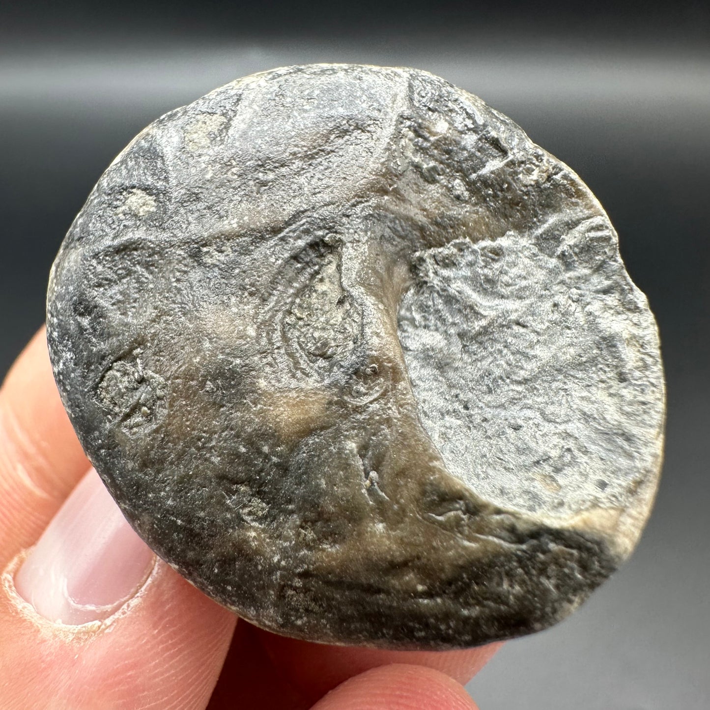 Gastropod Fossil Shell With Tin And Stand - Whitby, North Yorkshire, Jurassic Coast, Yorkshire Fossils