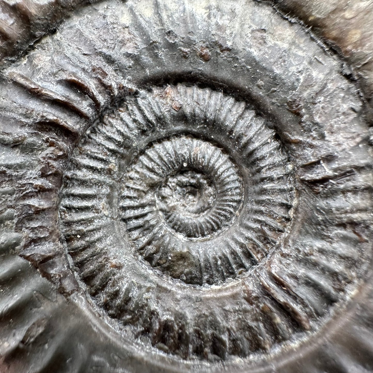 Dactylioceras Ammonite Fossil With Box And Stand - Whitby, North Yorkshire Jurassic Coast Yorkshire Fossils
