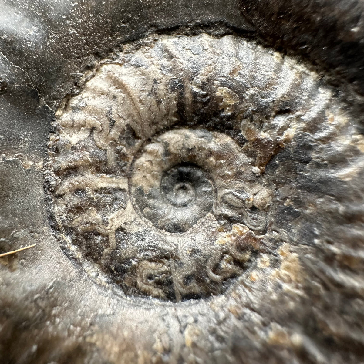Grammoceras thoaurense Ammonite shell fossil with box and stand - Whitby, North Yorkshire, Yorkshire Fossils from the Jurassic Coast