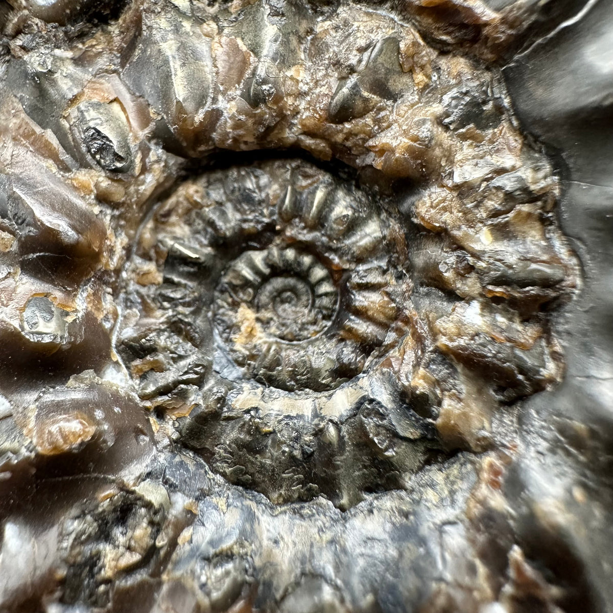 Pleuroceras paucicostatum ammonite fossil with box and stand - Whitby, North Yorkshire Jurassic Coast Yorkshire Fossils
