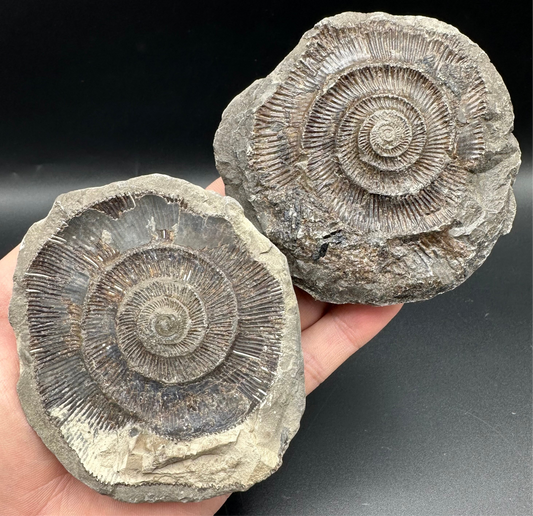 Dactylioceras imprint (negative) bundle ammonite shell fossil with box - Whitby, North Yorkshire, Yorkshire Fossils