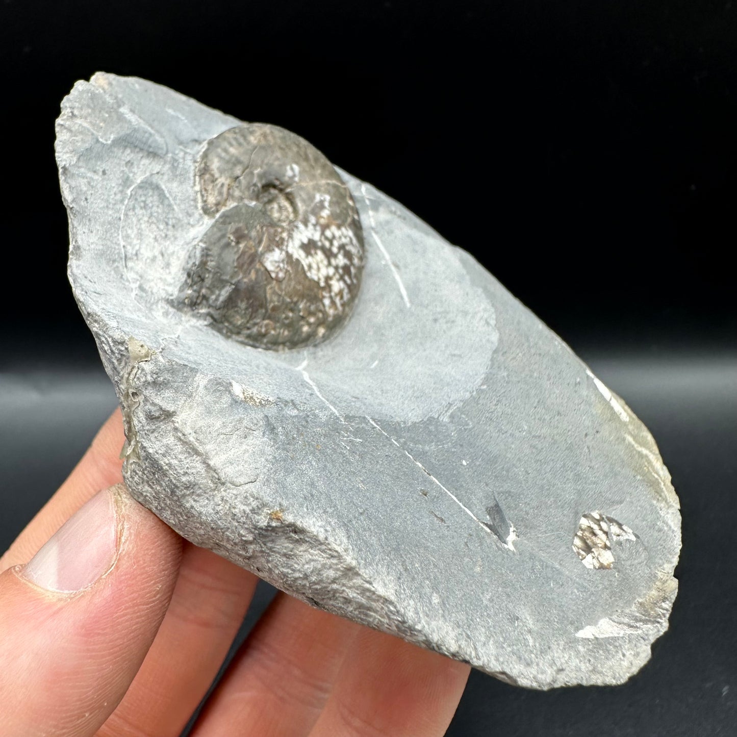 Pseudolioceras lythense Ammonite fossil with box and stand - Whitby, North Yorkshire, Yorkshire Fossils on the Jurassic Coast