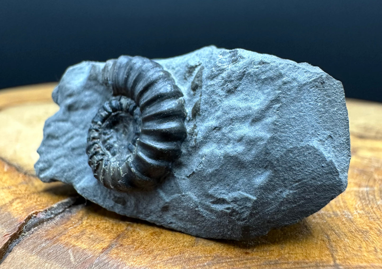 Promicroceras ammonite shell fossil with box and stand - Whitby, North Yorkshire Jurassic Coast Yorkshire Fossils